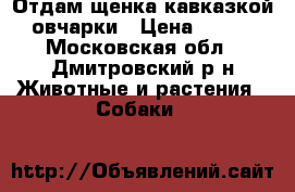 Отдам щенка кавказкой овчарки › Цена ­ 100 - Московская обл., Дмитровский р-н Животные и растения » Собаки   
